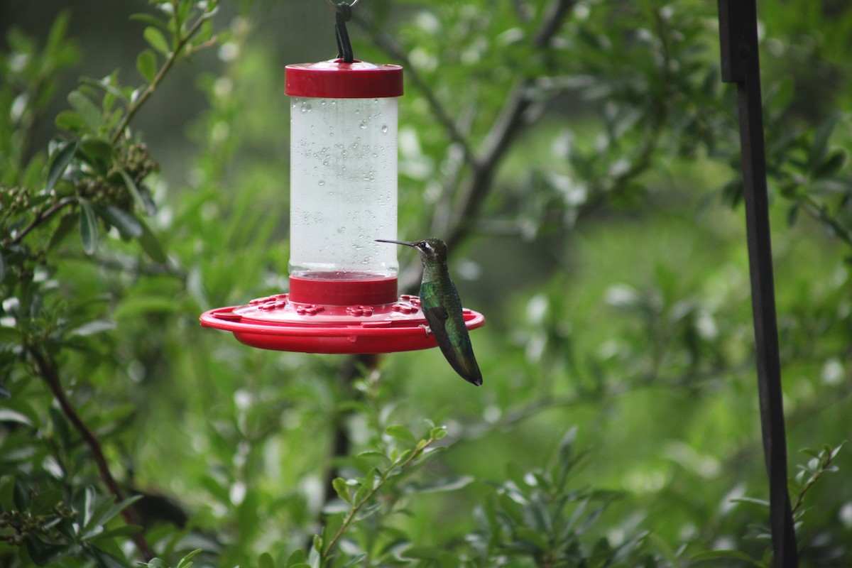 Rivoli's Hummingbird - ML621225071