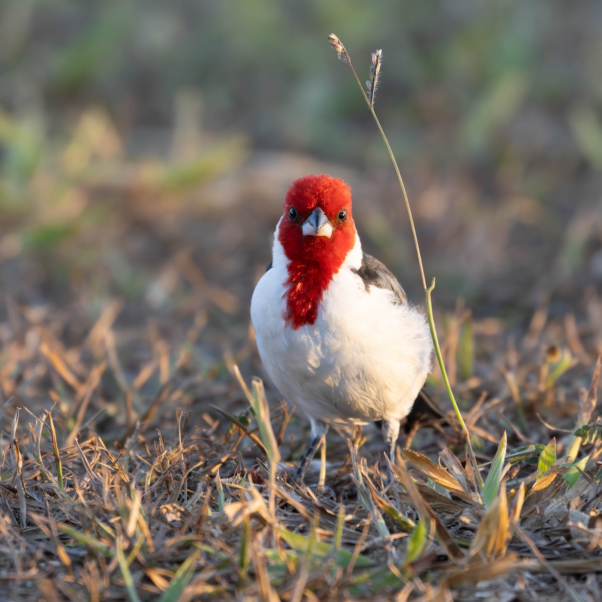 Red-cowled Cardinal - ML621225091