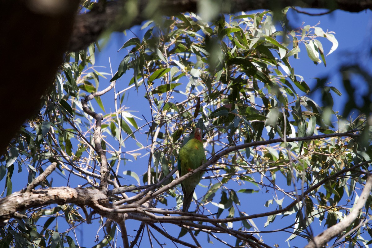 Swift Parrot - ML621225104