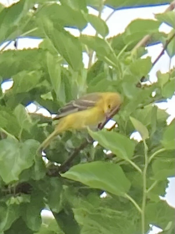 Orchard Oriole - ML621225126
