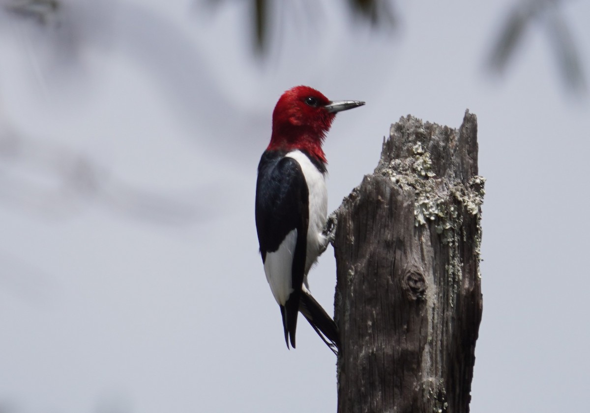 Red-headed Woodpecker - ML621225131