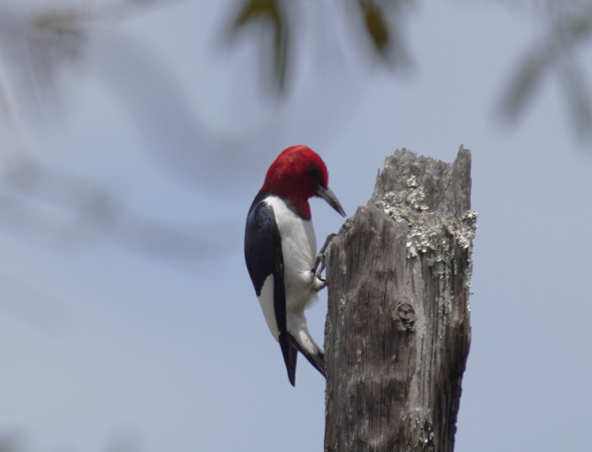 Red-headed Woodpecker - ML621225132