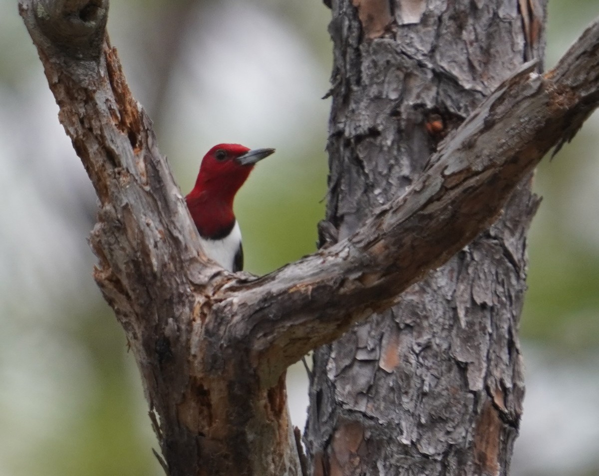 Red-headed Woodpecker - ML621225133