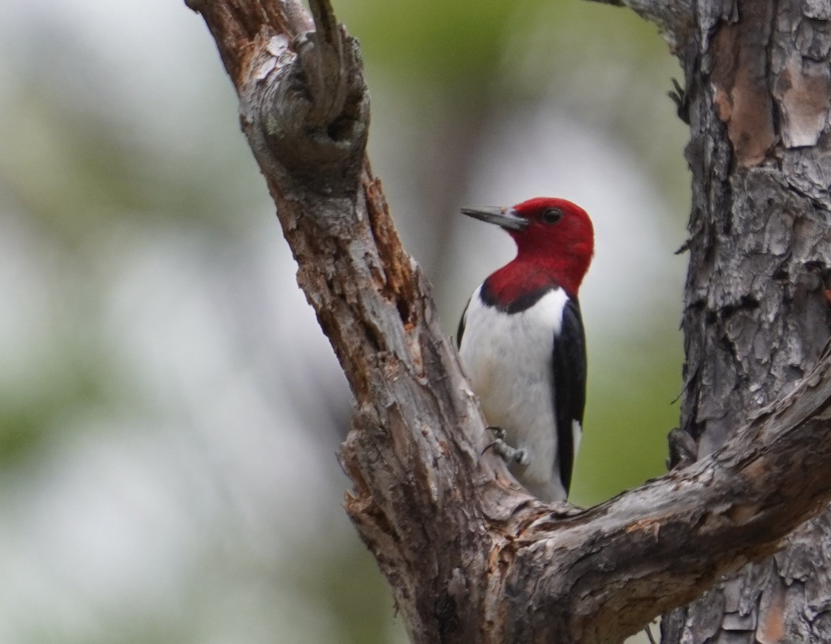 Red-headed Woodpecker - ML621225134