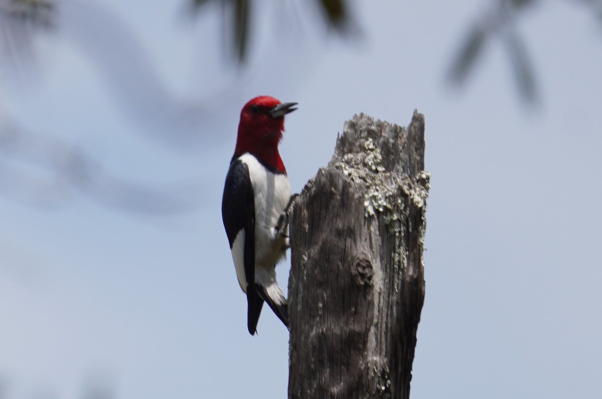 Red-headed Woodpecker - ML621225135