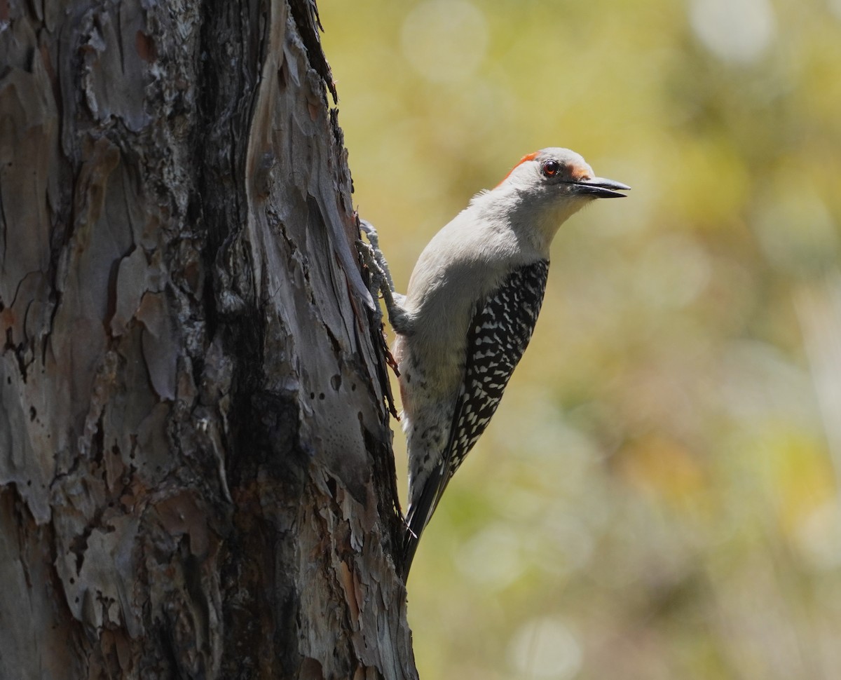 Red-bellied Woodpecker - ML621225142
