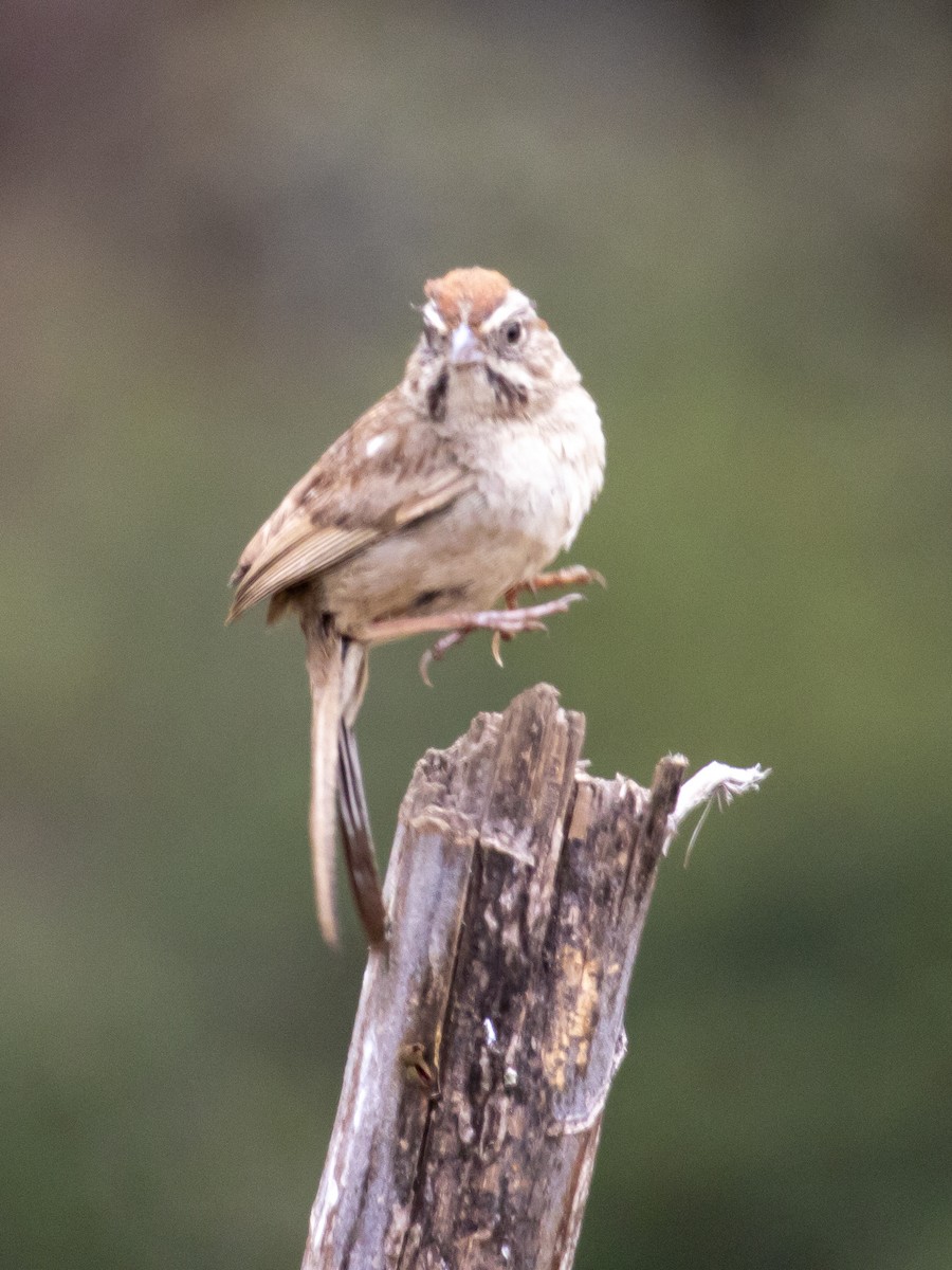 Rufous-crowned Sparrow - ML621225157