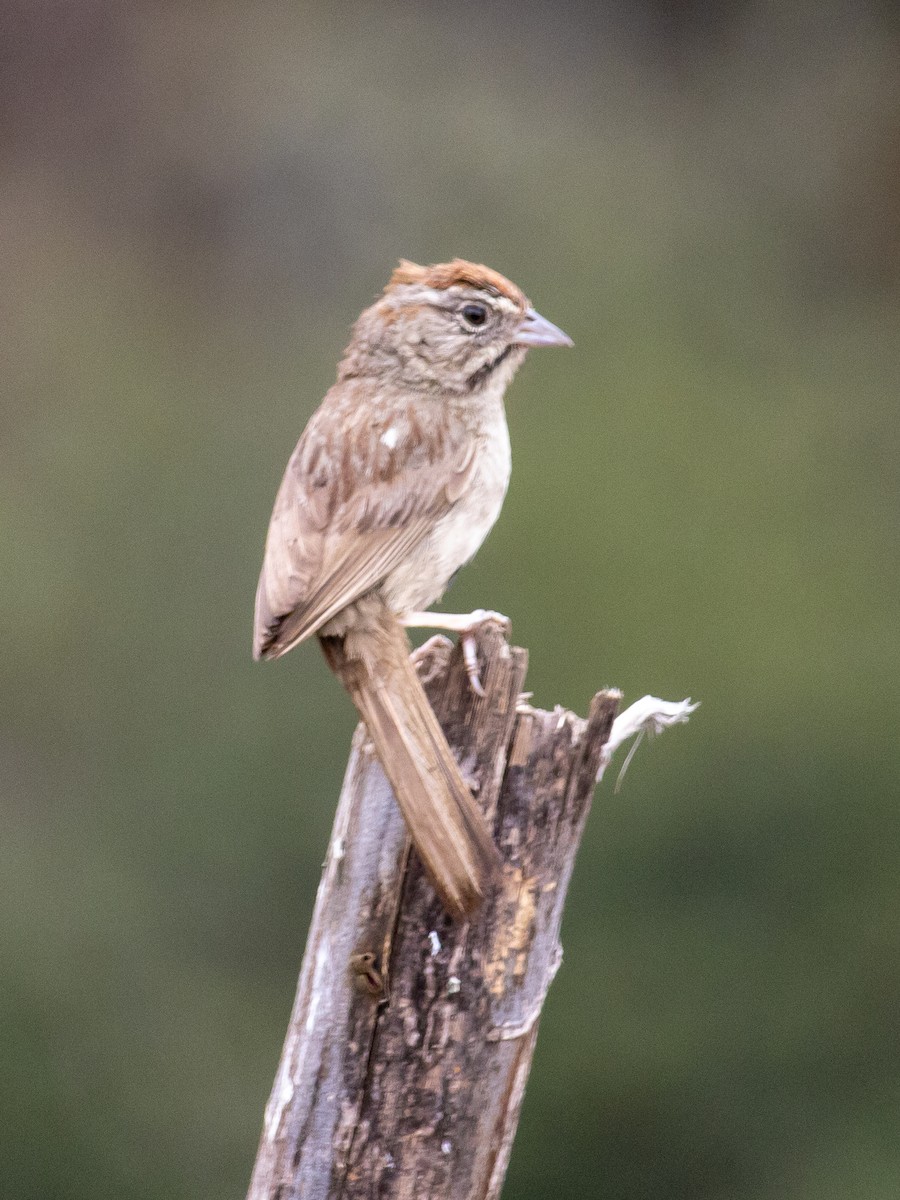Rufous-crowned Sparrow - ML621225158