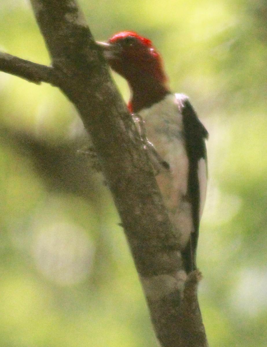 Red-headed Woodpecker - ML621225160