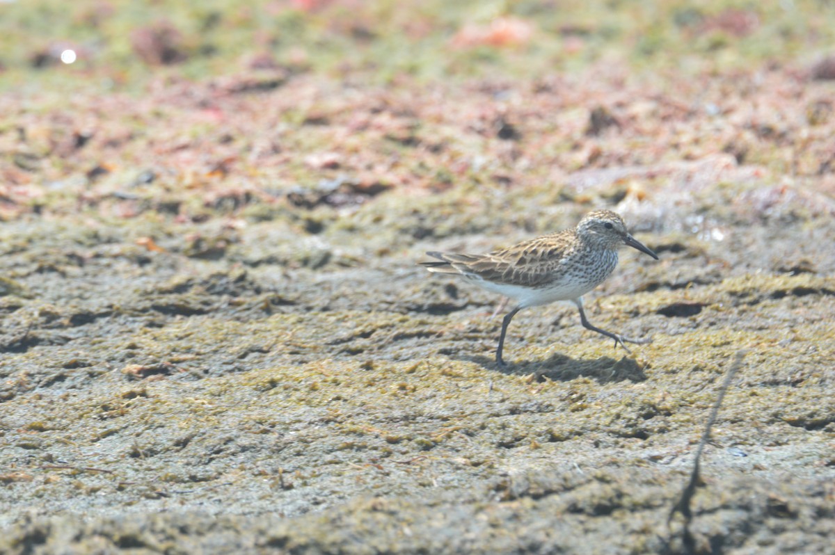 White-rumped Sandpiper - ML621225167