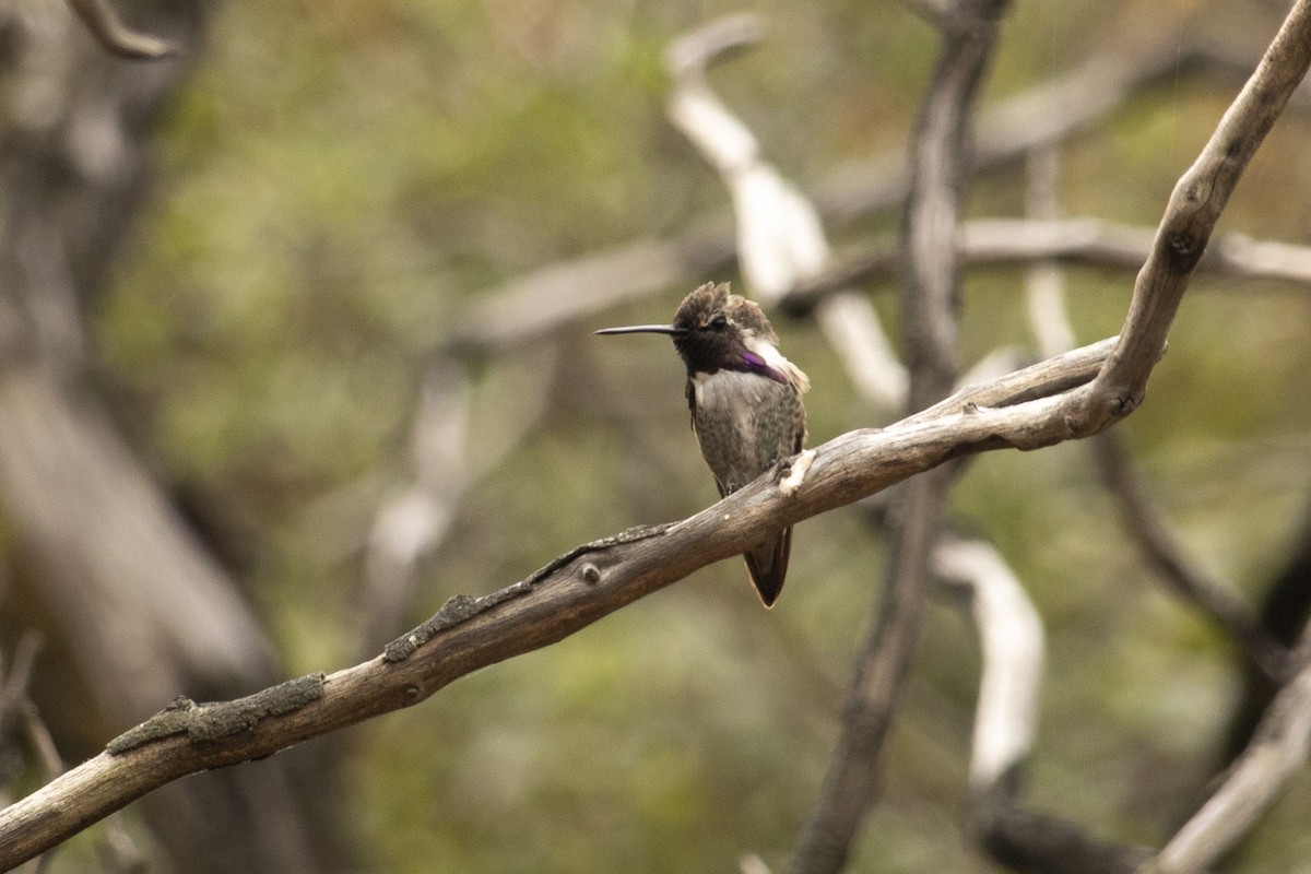 Costa's Hummingbird - ML621225174