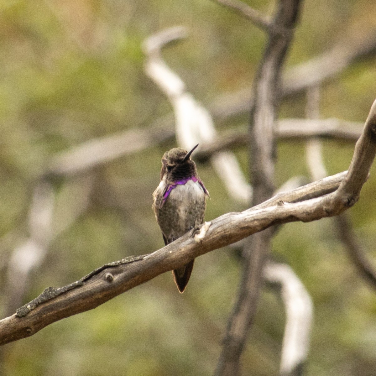 Costa's Hummingbird - ML621225175