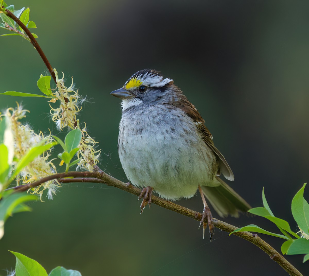 White-throated Sparrow - ML621225184