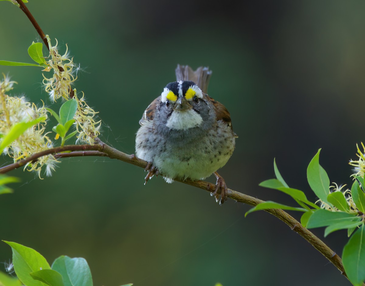 White-throated Sparrow - ML621225185