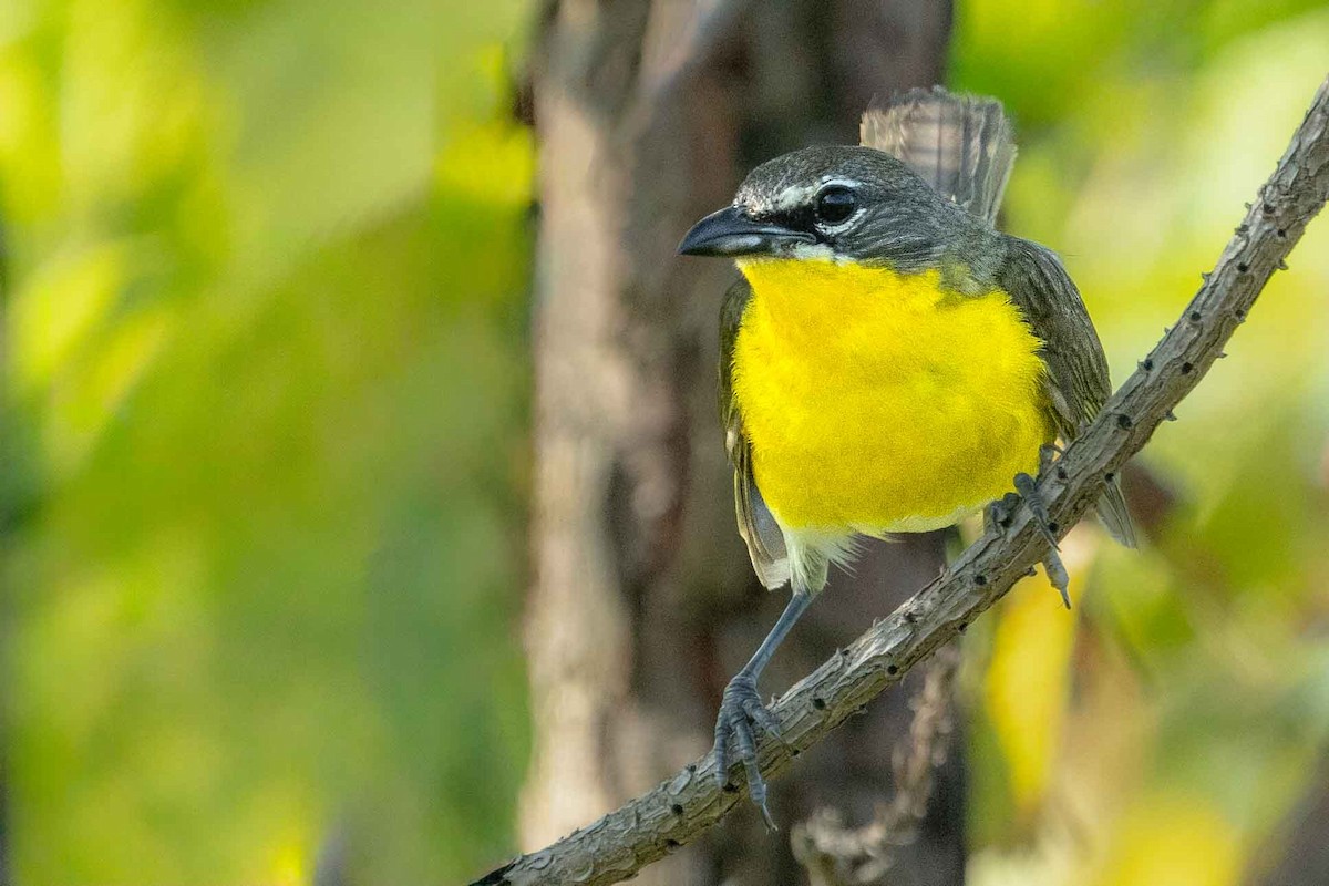 Yellow-breasted Chat - ML621225205