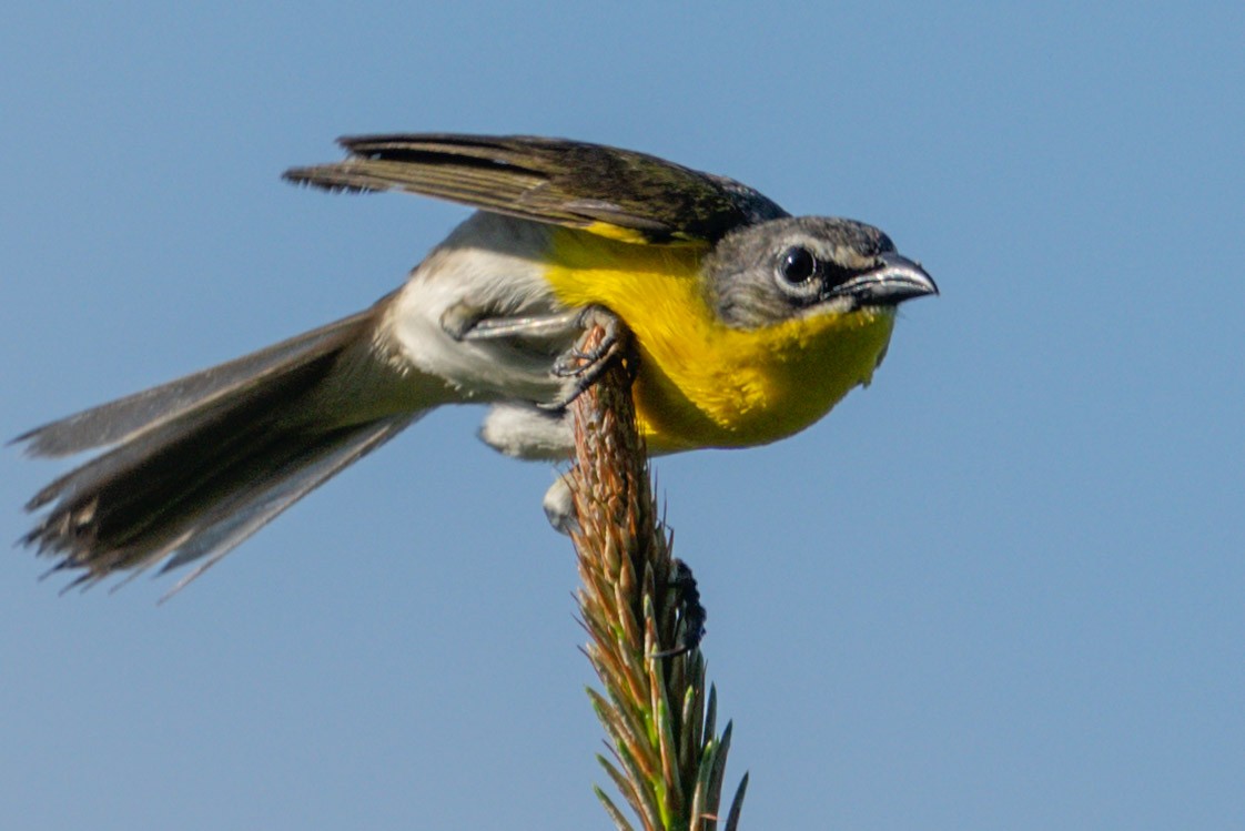 Yellow-breasted Chat - ML621225207