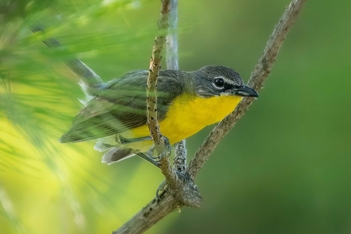 Yellow-breasted Chat - ML621225208