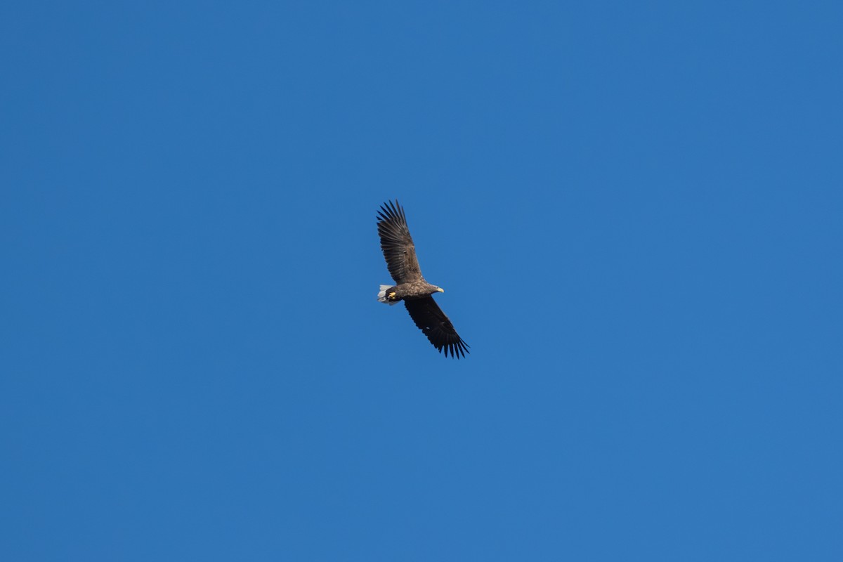 White-tailed Eagle - ML621225209