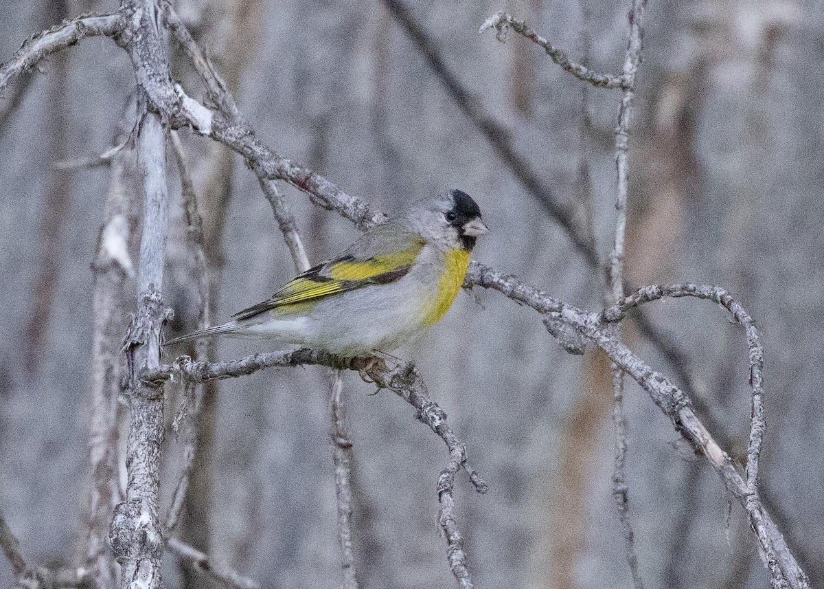Lawrence's Goldfinch - ML621225236