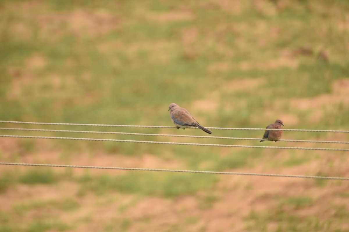 Laughing Dove - ML621225238