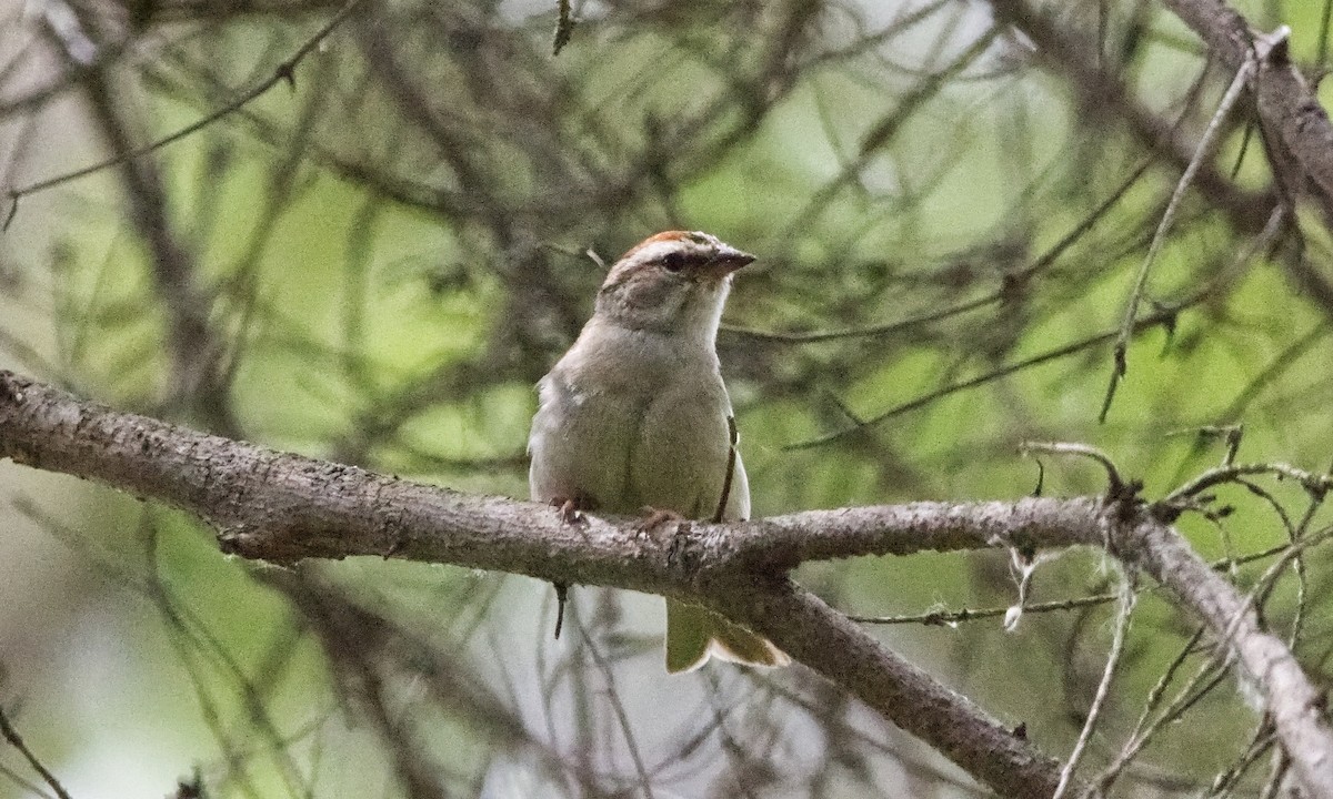 Chipping Sparrow - ML621225241
