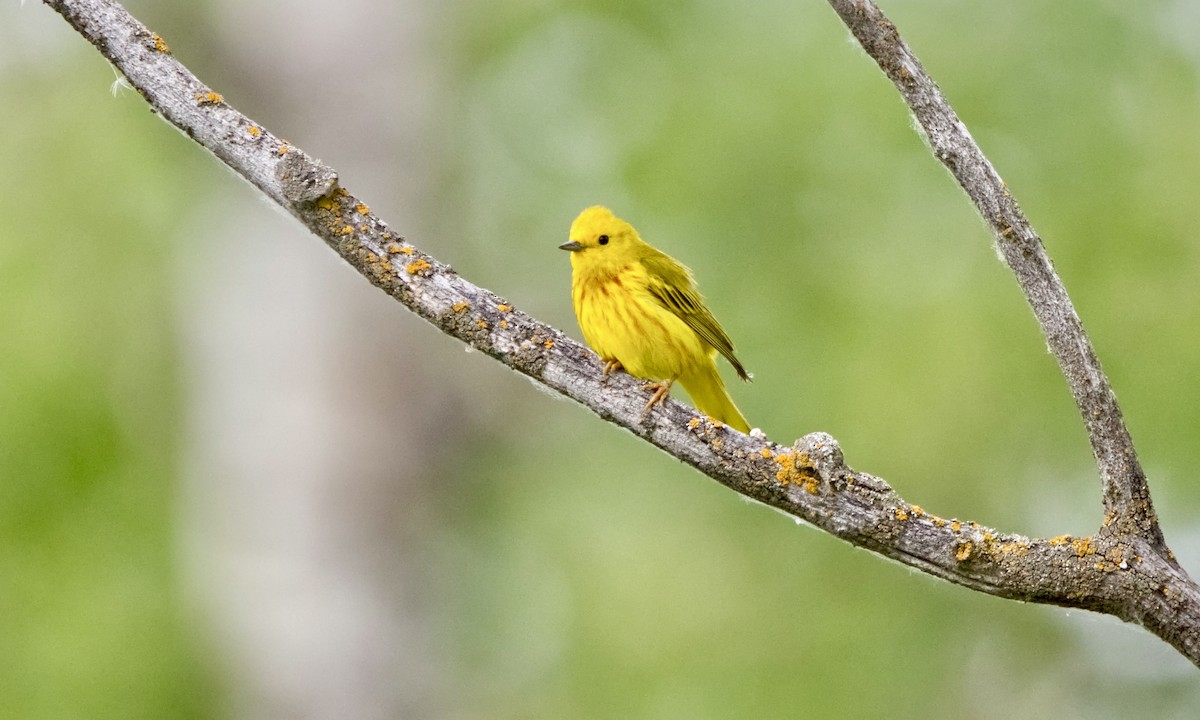 Yellow Warbler (Northern) - ML621225243