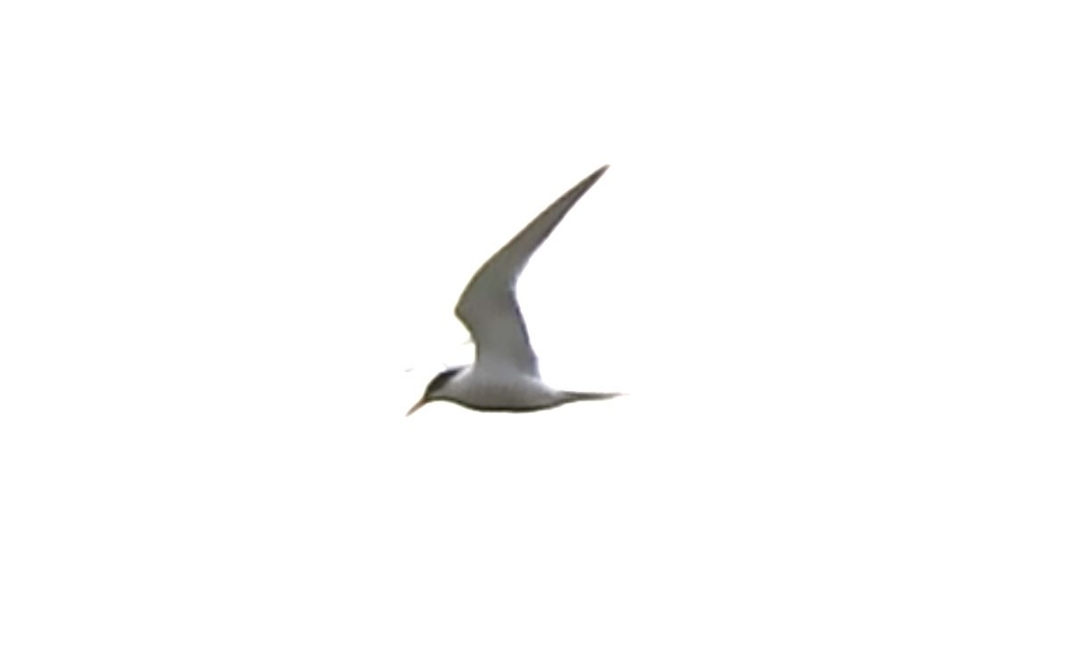 Arctic Tern - ML621225250