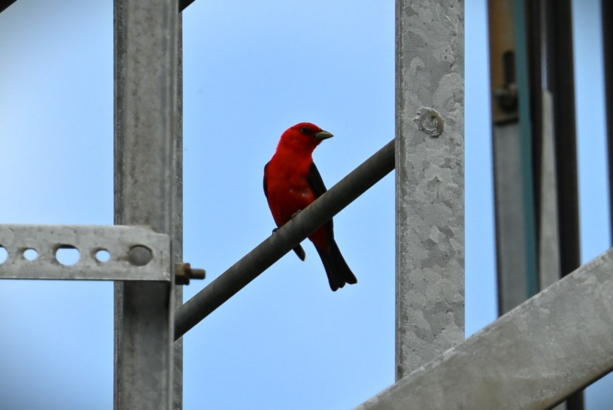 Scarlet Tanager - ML621225256