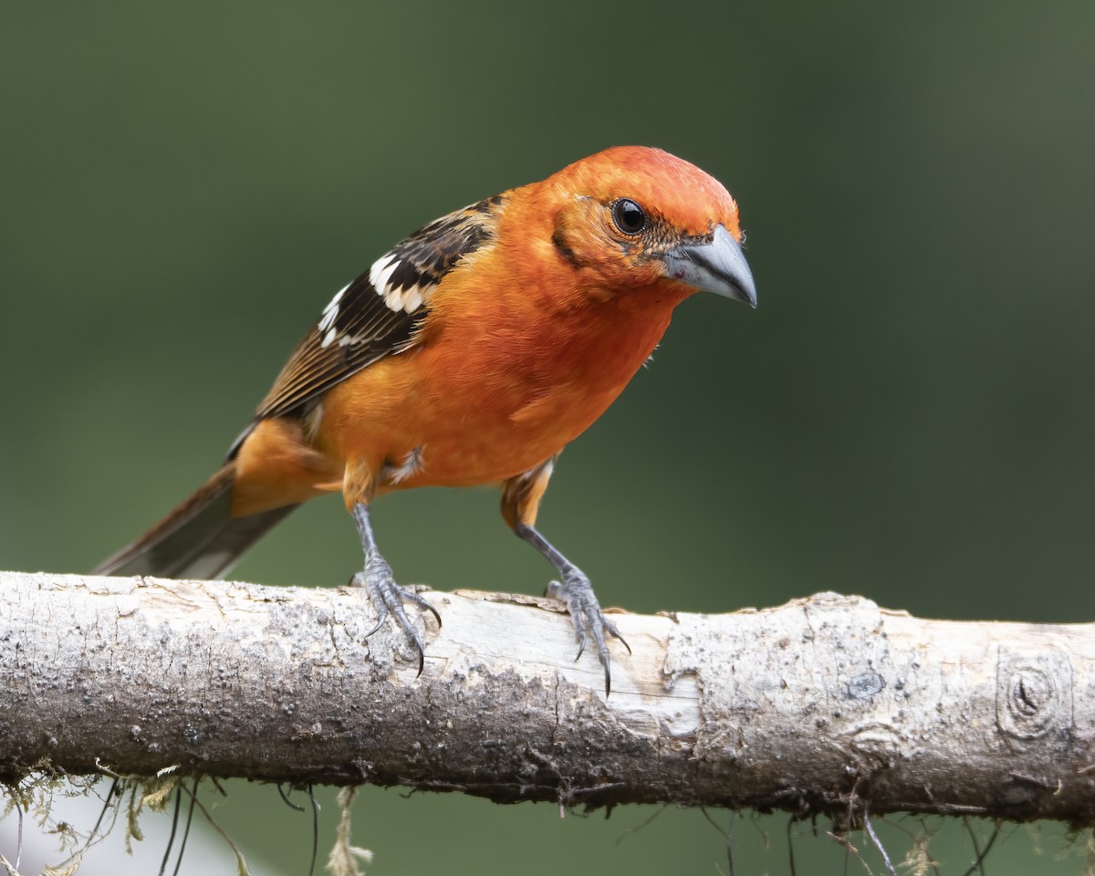 Flame-colored Tanager - ML621225276