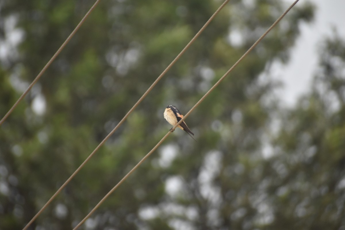 Red-rumped Swallow - ML621225277