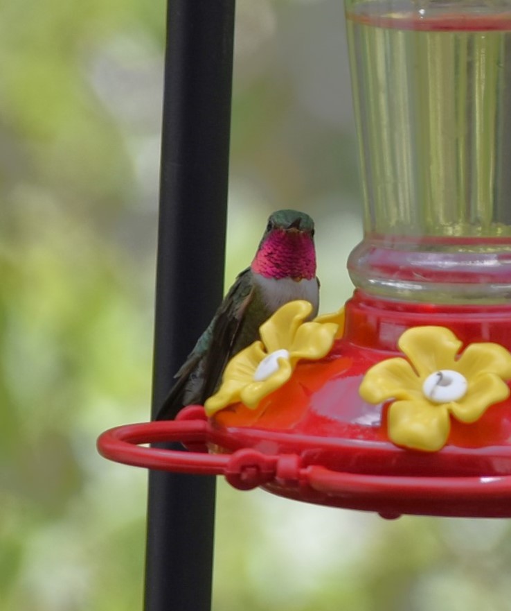 Broad-tailed Hummingbird - ML621225330
