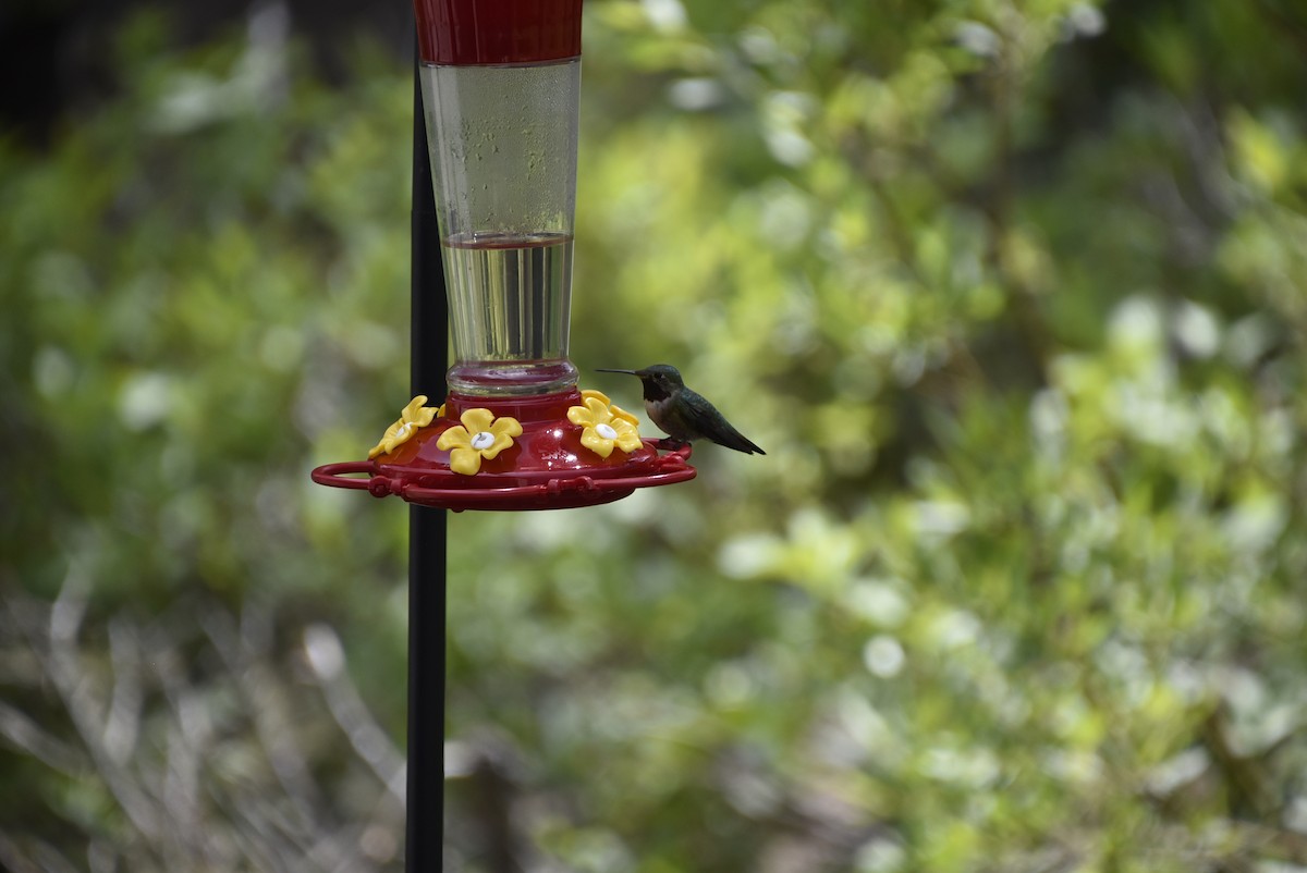 Broad-tailed Hummingbird - ML621225331