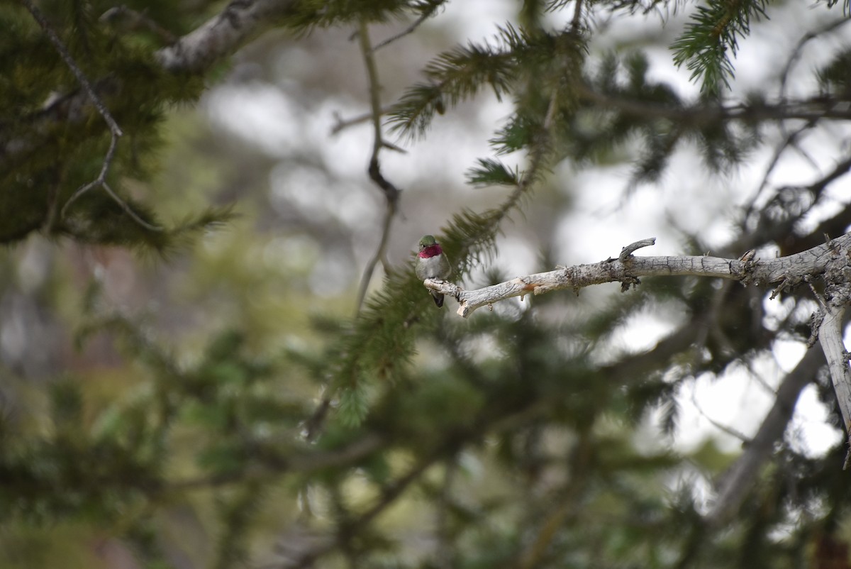 Broad-tailed Hummingbird - ML621225332
