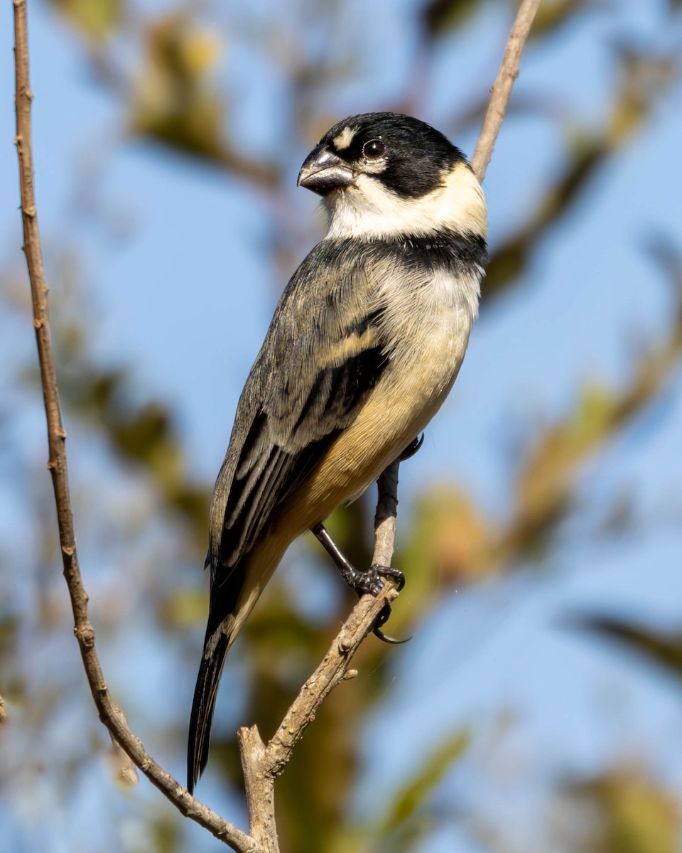 Rusty-collared Seedeater - ML621225342