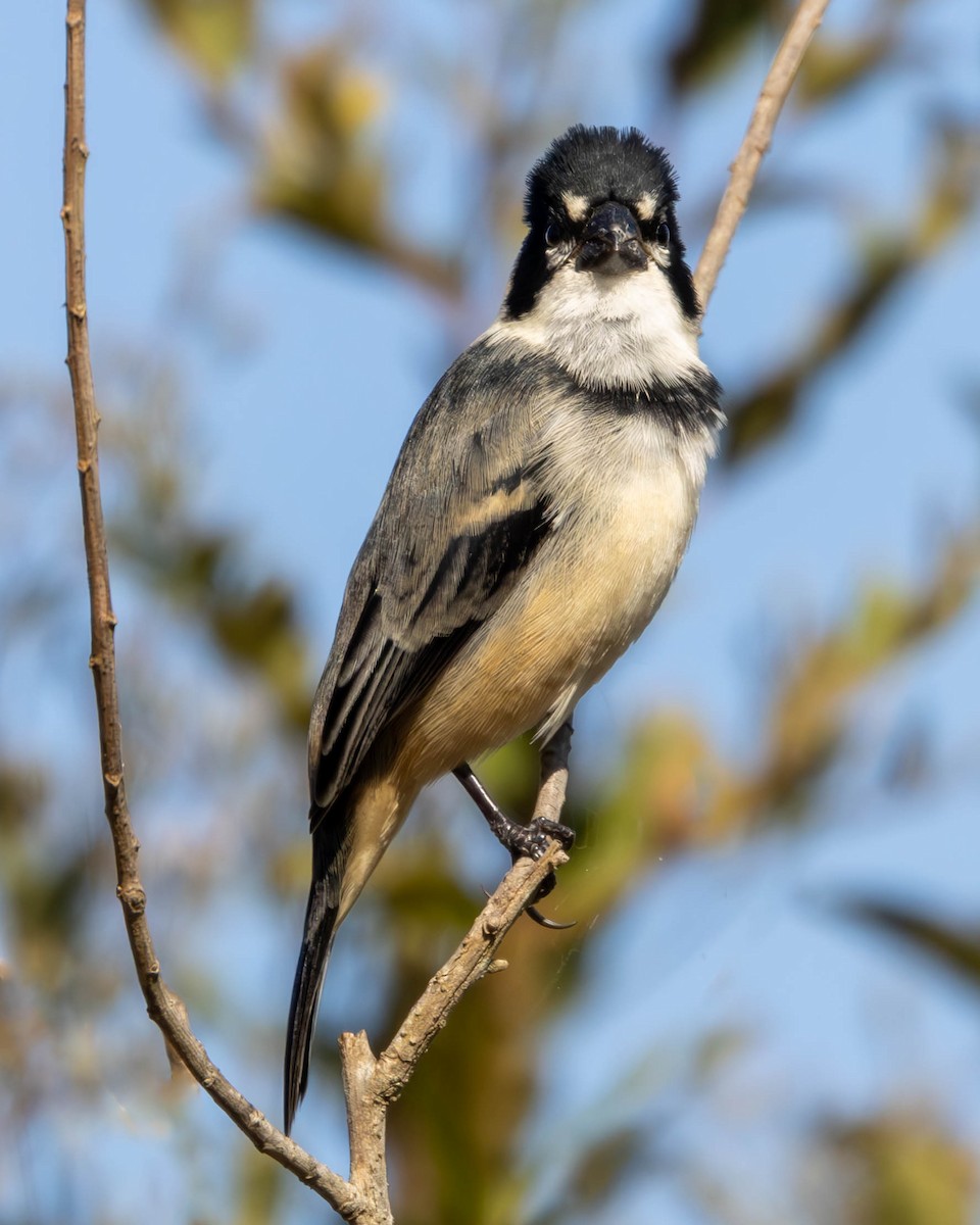 Rusty-collared Seedeater - ML621225346