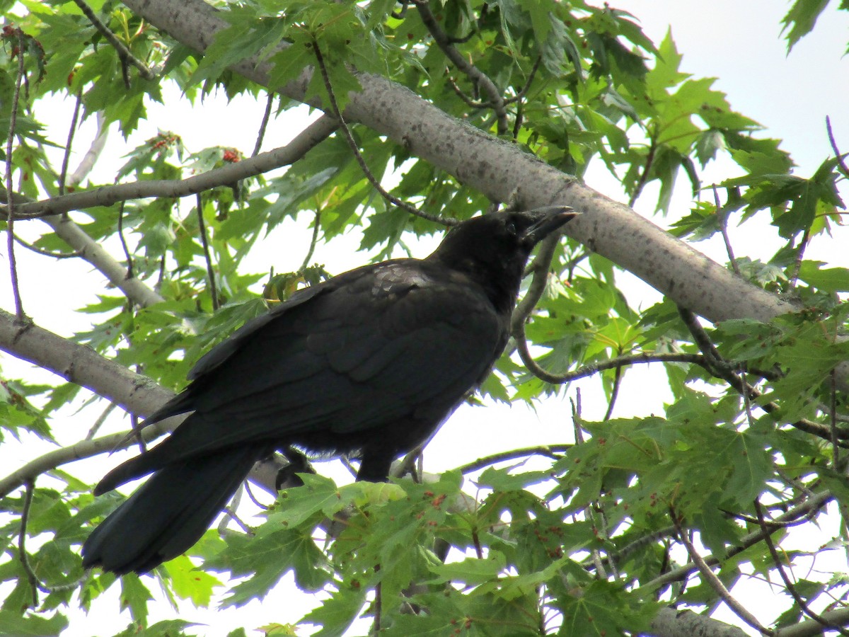 American Crow - ML621225368
