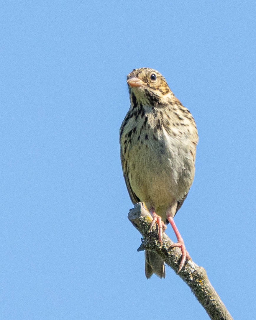 Passerellidae sp. (sparrow sp.) - ML621225378