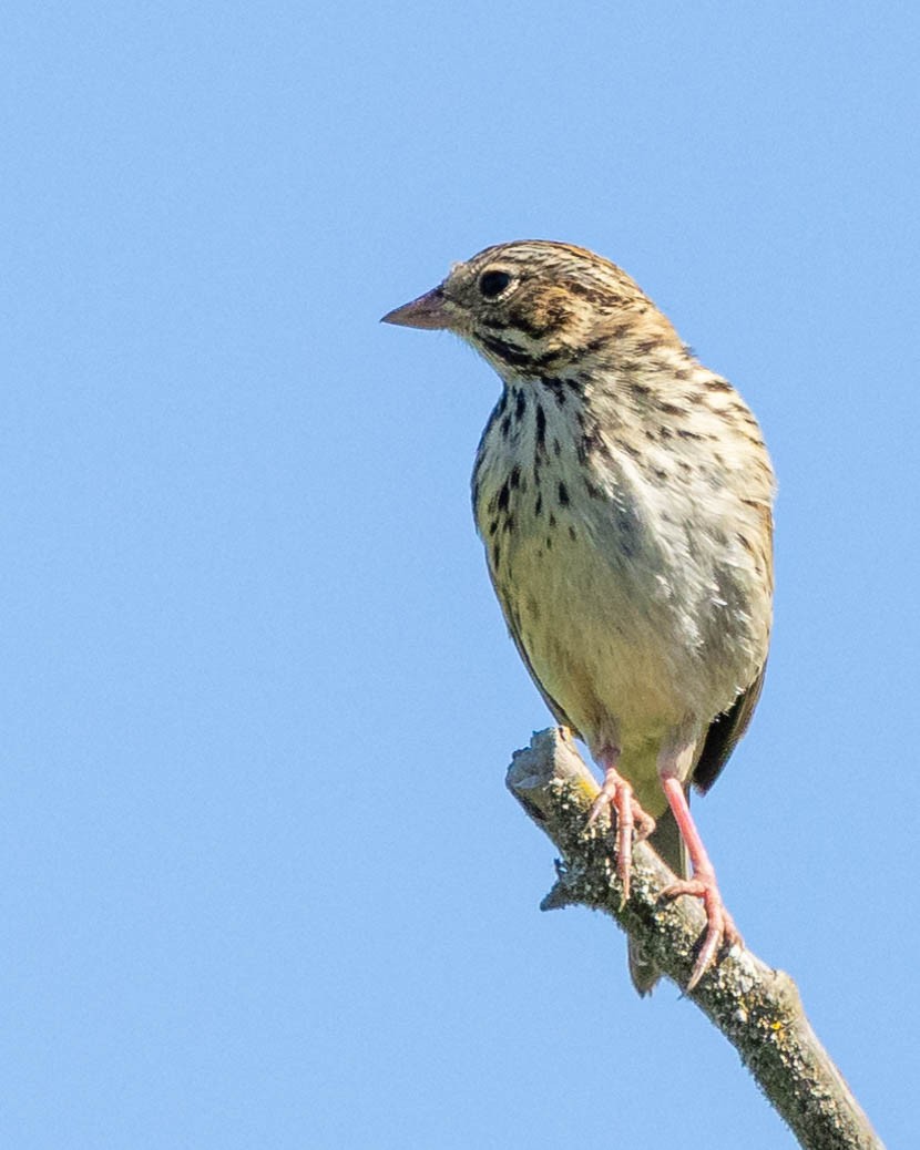 Passerellidae sp. (sparrow sp.) - ML621225379