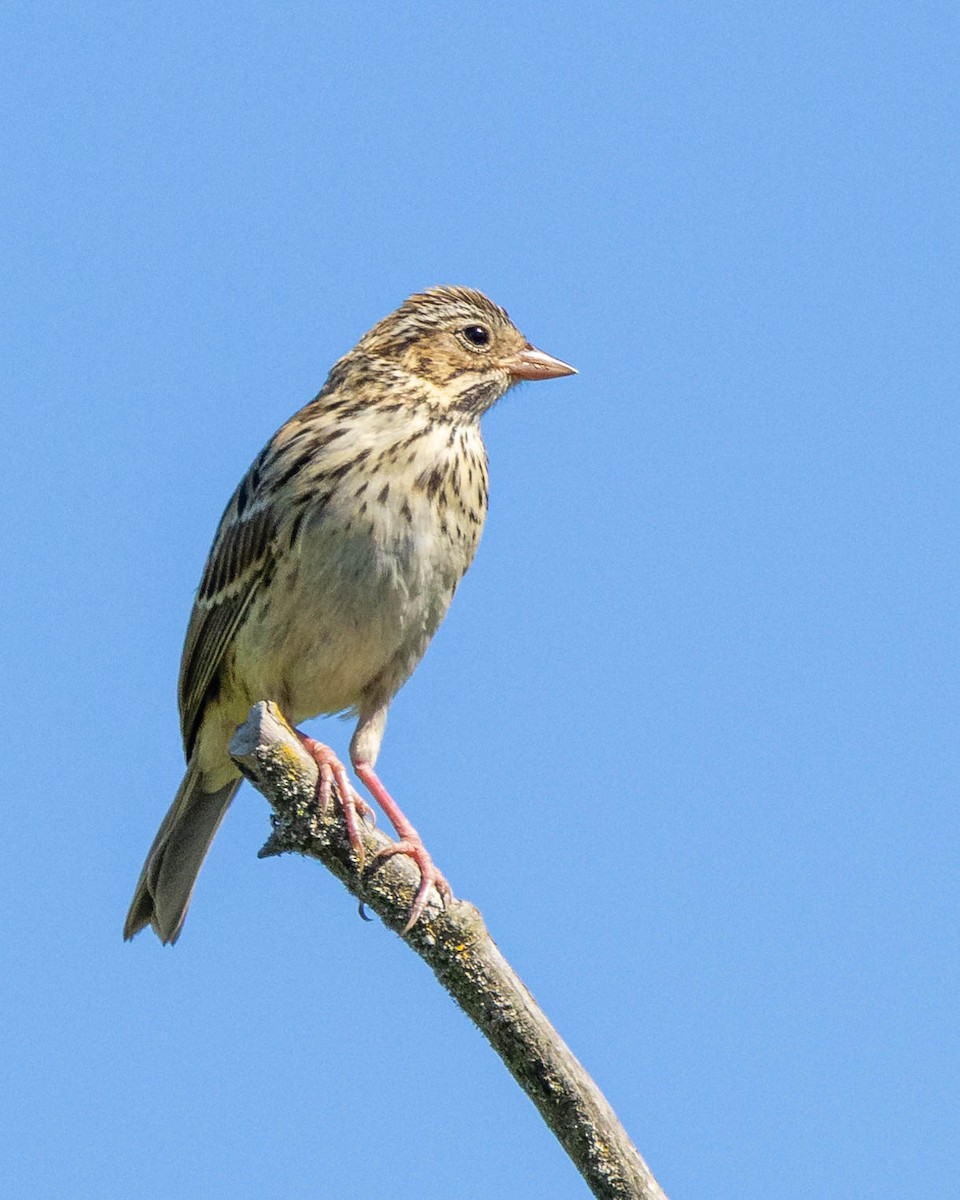 Passerellidae sp. (sparrow sp.) - ML621225380