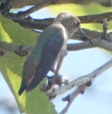 Allen's Hummingbird - ML621225392