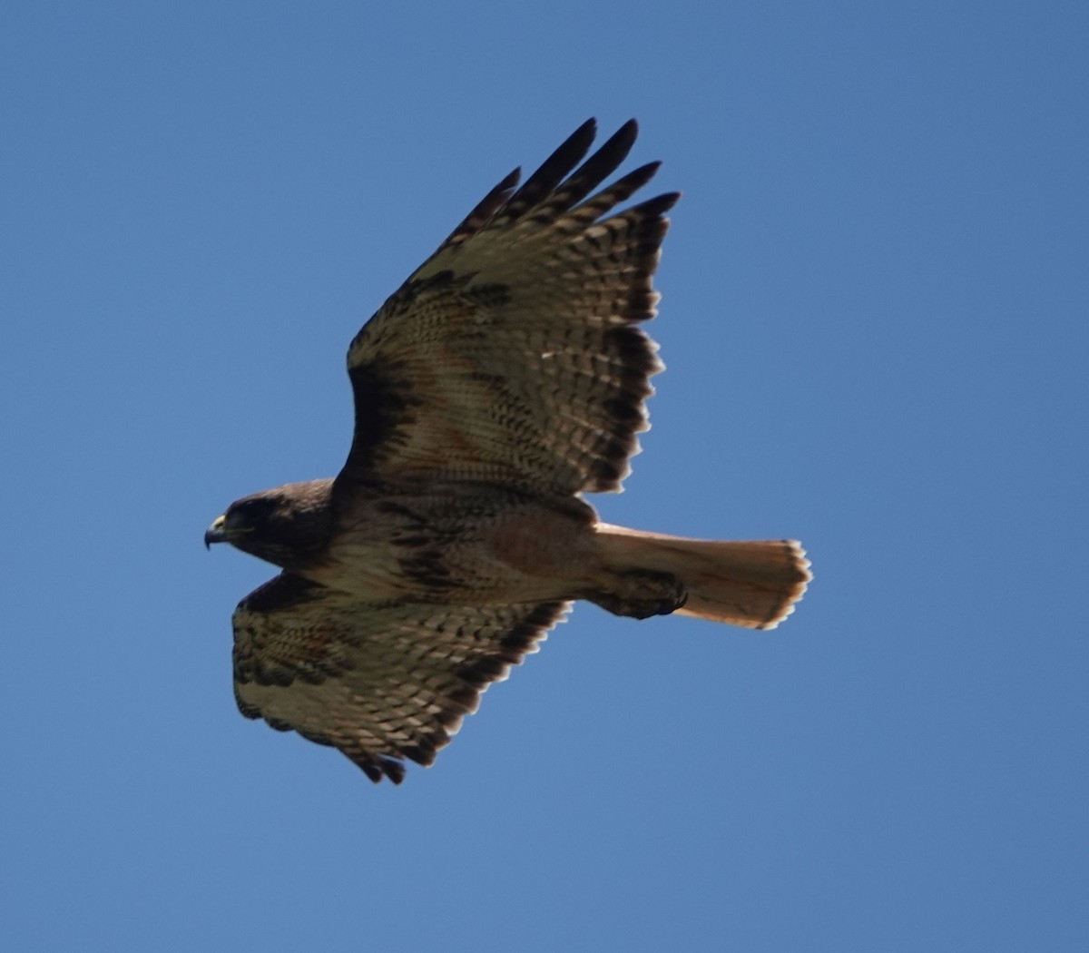 Red-tailed Hawk (calurus/alascensis) - ML621225393
