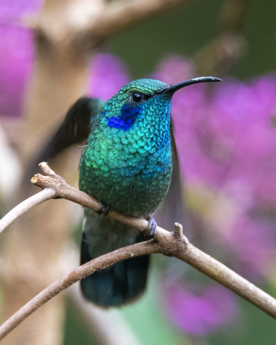 kolibřík modrouchý - ML621225395