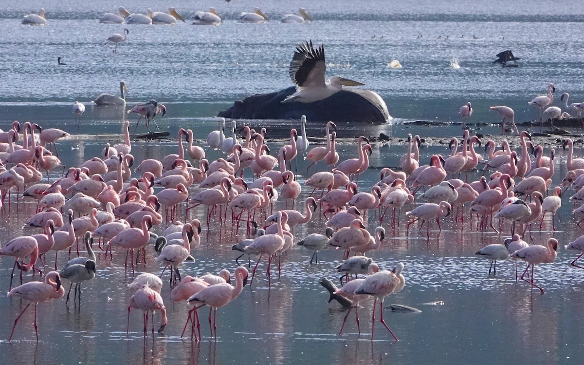 Lesser Flamingo - ML621225399