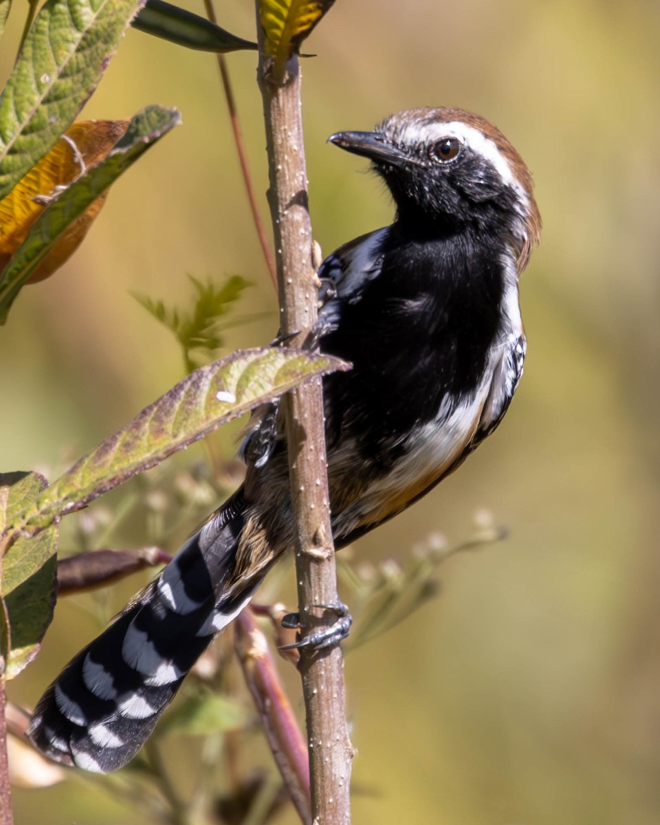 Rusty-backed Antwren - ML621225403