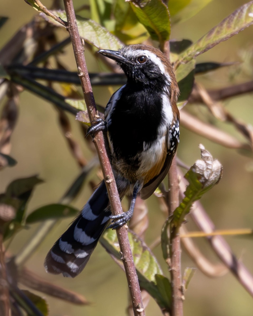 Rusty-backed Antwren - Katia Oliveira