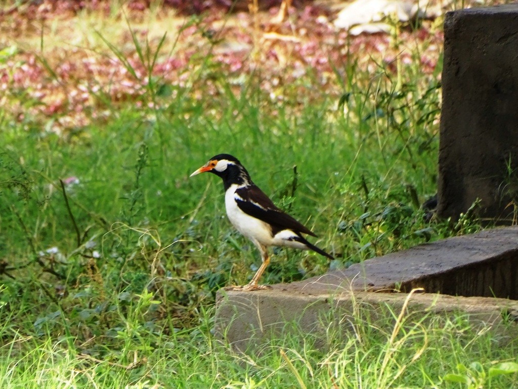 Indian Pied Starling - ML62122541