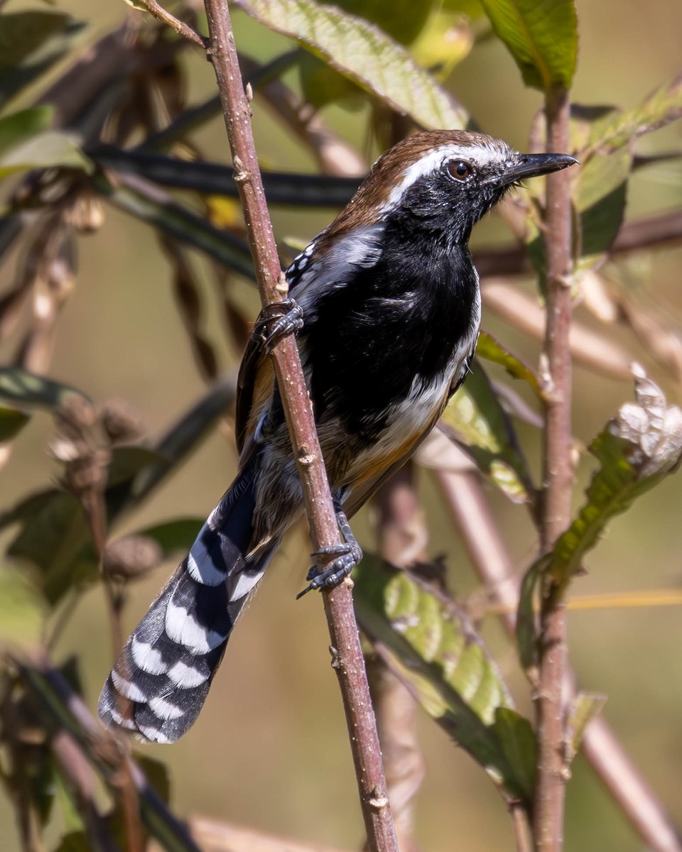 Rusty-backed Antwren - Katia Oliveira