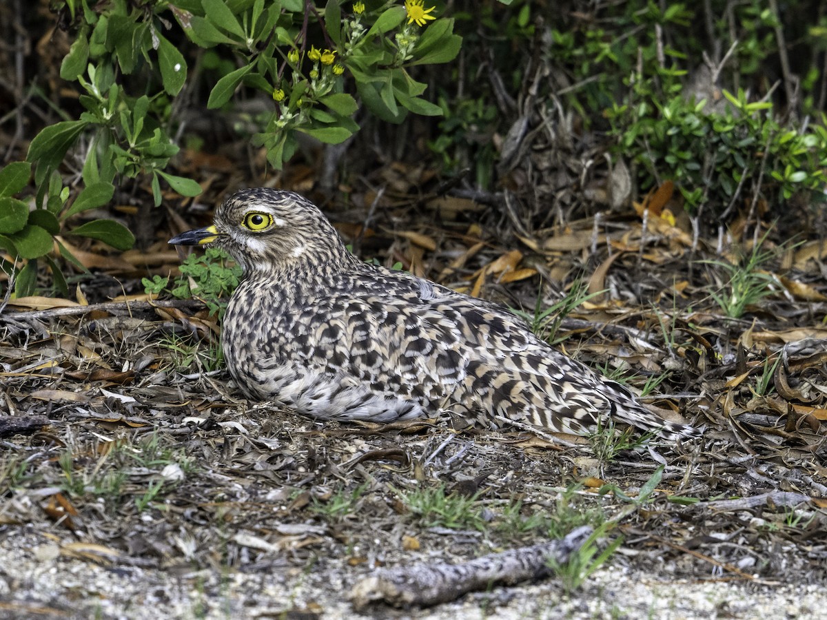 Spotted Thick-knee - ML621225441