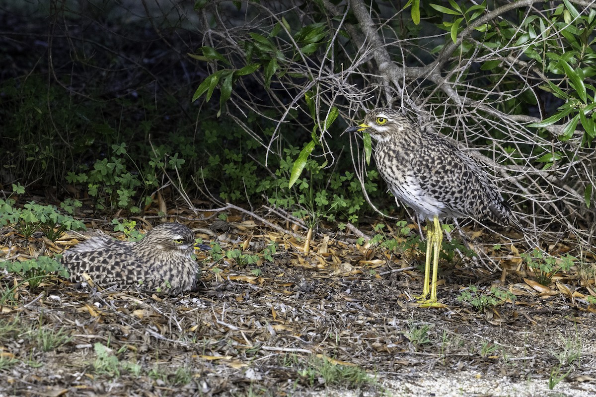 Spotted Thick-knee - ML621225442