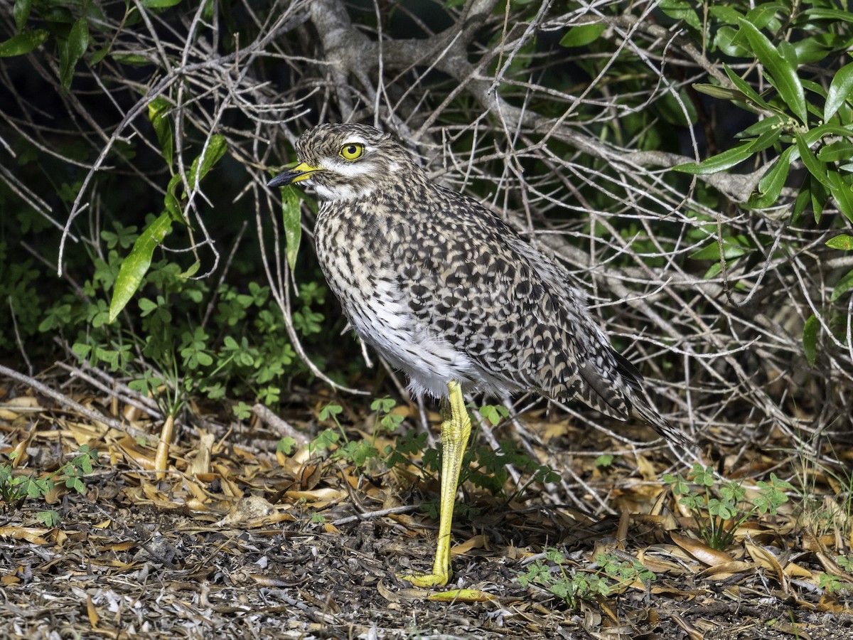 Spotted Thick-knee - ML621225446